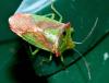 Acanthosoma haemorrhoidale